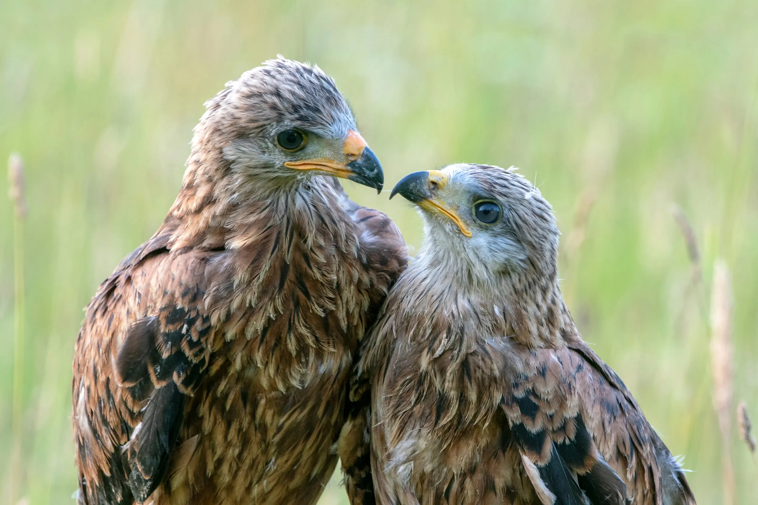 Two juvenile Red Kites touching beaks in a field of grass.